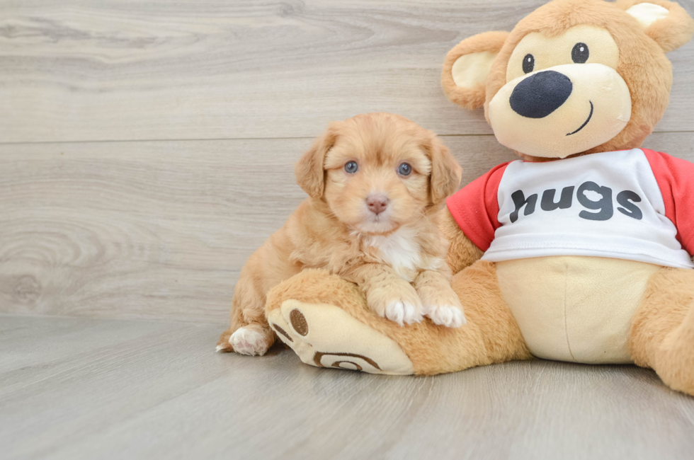 6 week old Aussiechon Puppy For Sale - Fairfield Furbabies