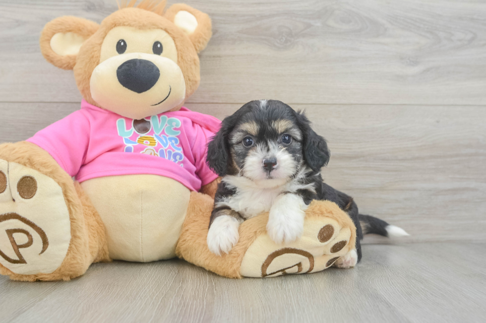 7 week old Aussiechon Puppy For Sale - Fairfield Furbabies