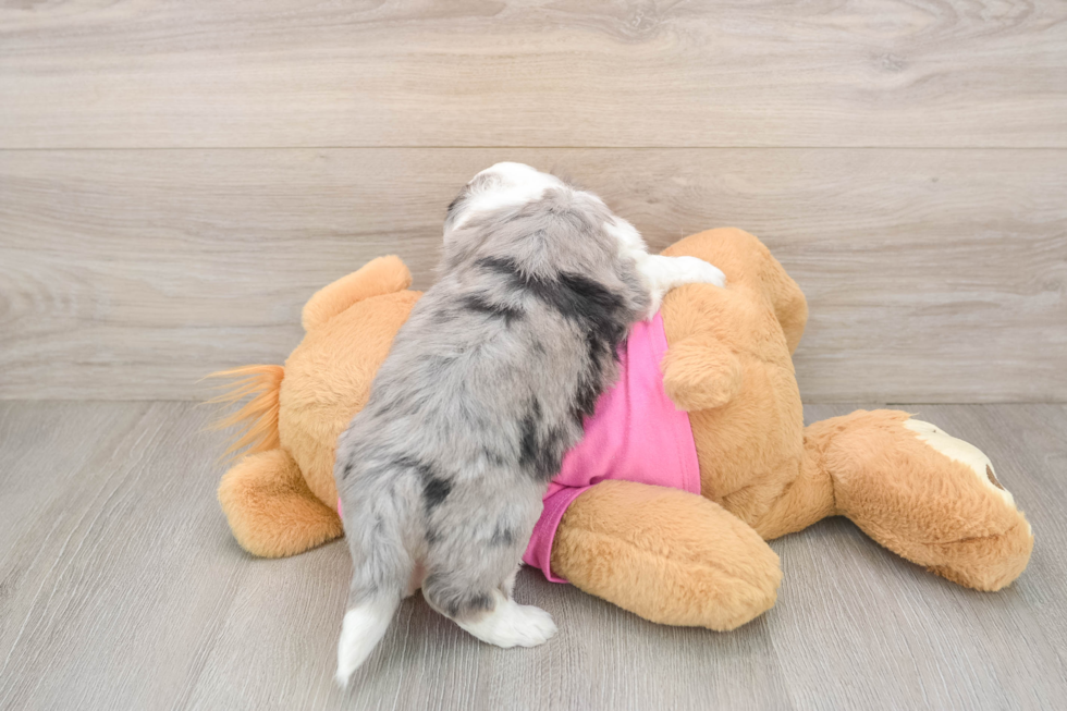 Aussiechon Pup Being Cute