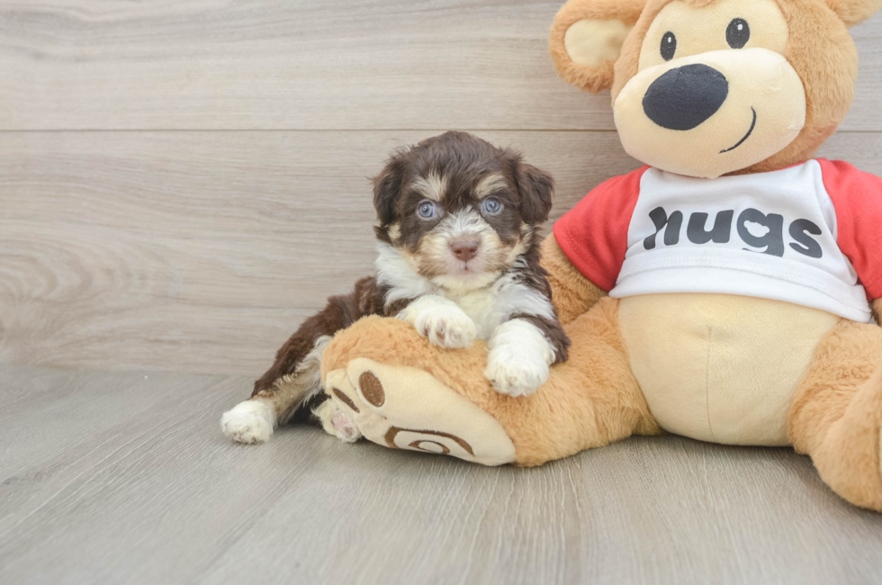 5 week old Aussiechon Puppy For Sale - Fairfield Furbabies