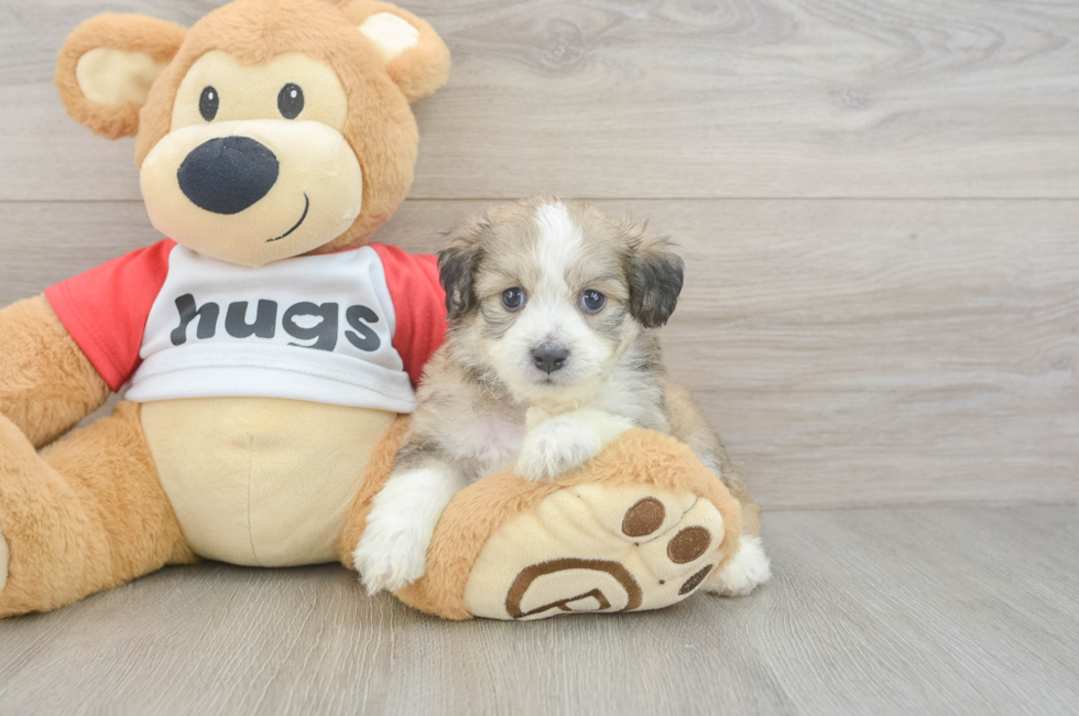 5 week old Aussiechon Puppy For Sale - Fairfield Furbabies