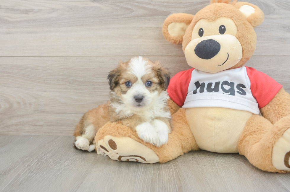 5 week old Aussiechon Puppy For Sale - Fairfield Furbabies
