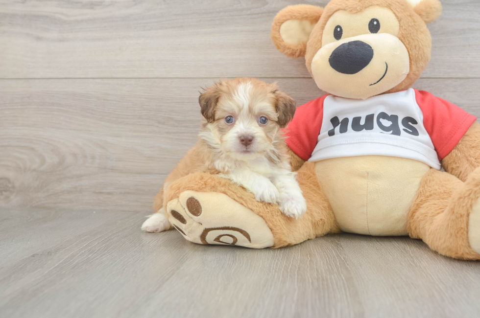 5 week old Aussiechon Puppy For Sale - Fairfield Furbabies