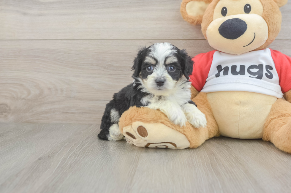 5 week old Aussiechon Puppy For Sale - Fairfield Furbabies