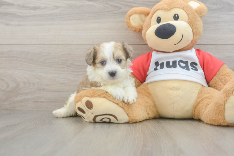 Aussiechon Puppy for Adoption