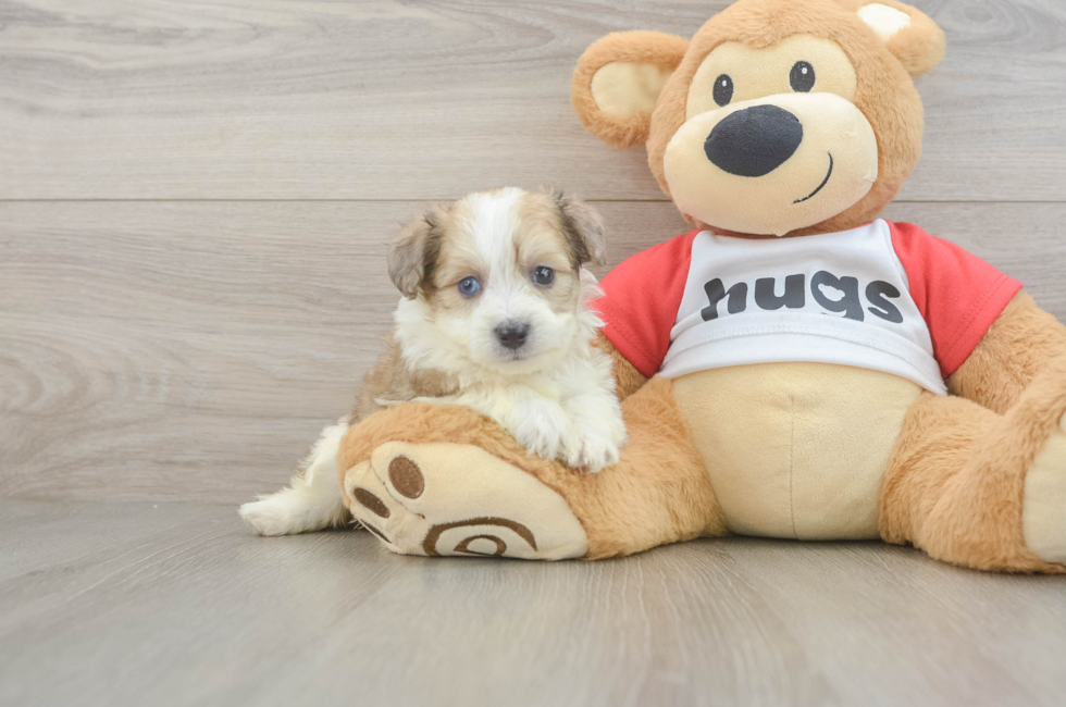 5 week old Aussiechon Puppy For Sale - Fairfield Furbabies