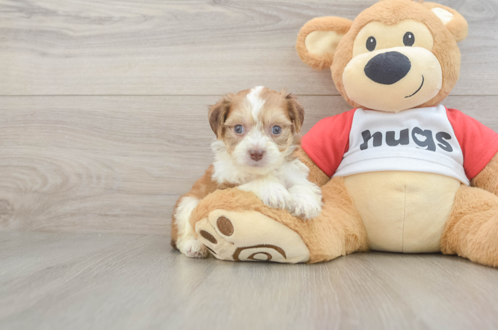 5 week old Aussiechon Puppy For Sale - Fairfield Furbabies