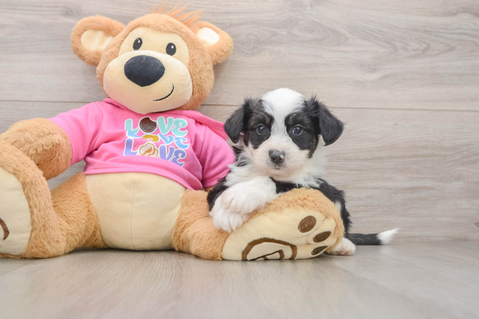 Aussiechon Pup Being Cute