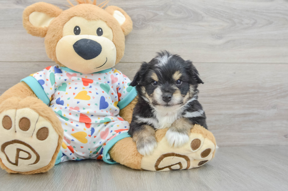 5 week old Aussiechon Puppy For Sale - Fairfield Furbabies