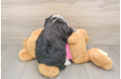 Fluffy Aussiechon Designer Pup