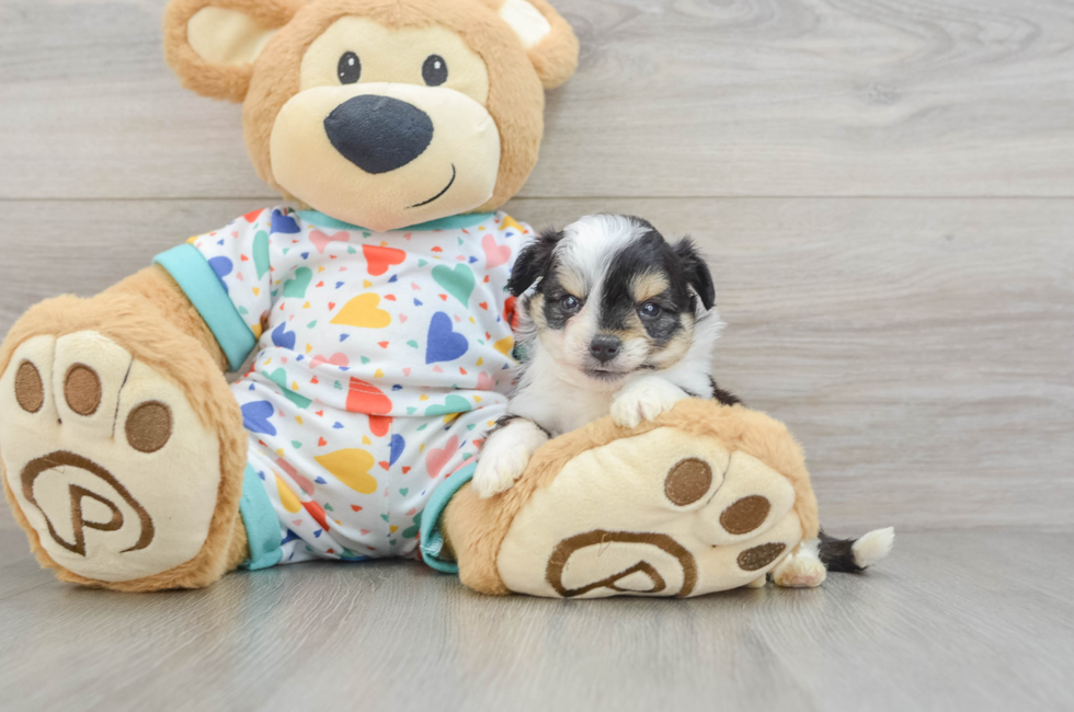 5 week old Aussiechon Puppy For Sale - Fairfield Furbabies