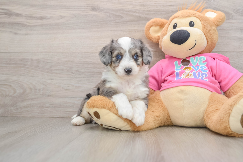 Petite Aussiechon Designer Pup