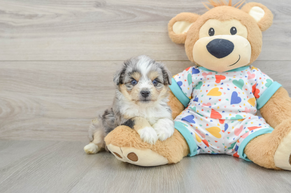5 week old Aussiechon Puppy For Sale - Fairfield Furbabies