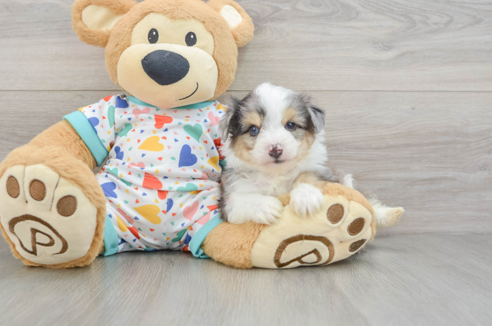 5 week old Aussiechon Puppy For Sale - Fairfield Furbabies
