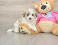 9 week old Aussiechon Puppy For Sale - Fairfield Furbabies
