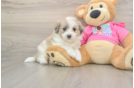Best Aussiechon Baby