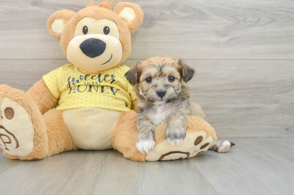 5 week old Aussiechon Puppy For Sale - Fairfield Furbabies