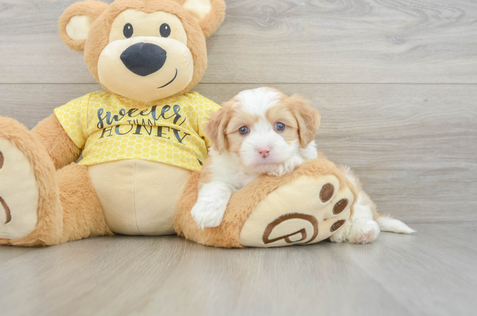 5 week old Aussiechon Puppy For Sale - Fairfield Furbabies