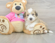 8 week old Aussiechon Puppy For Sale - Fairfield Furbabies