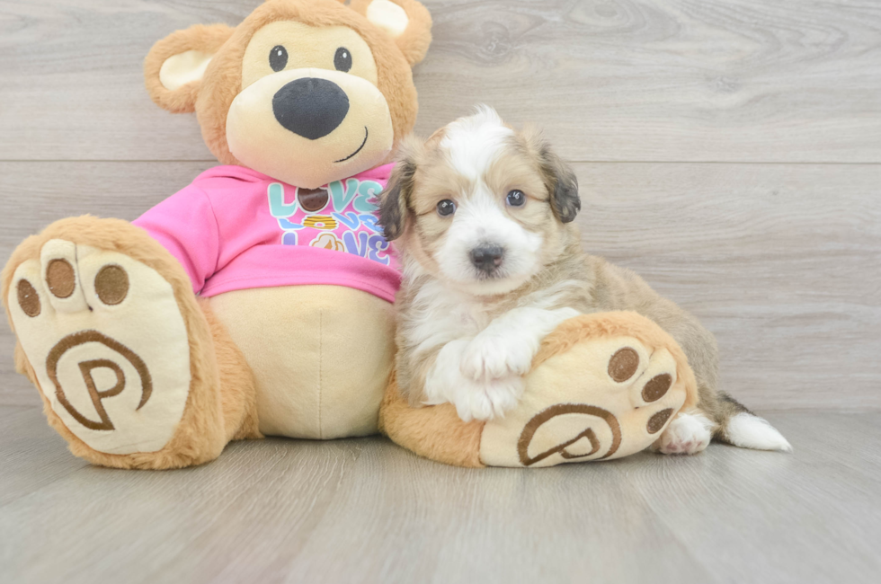 7 week old Aussiechon Puppy For Sale - Fairfield Furbabies
