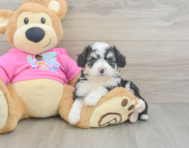 8 week old Aussiechon Puppy For Sale - Fairfield Furbabies