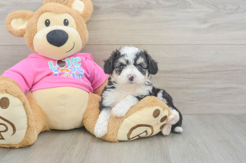 7 week old Aussiechon Puppy For Sale - Fairfield Furbabies