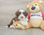7 week old Aussiechon Puppy For Sale - Fairfield Furbabies