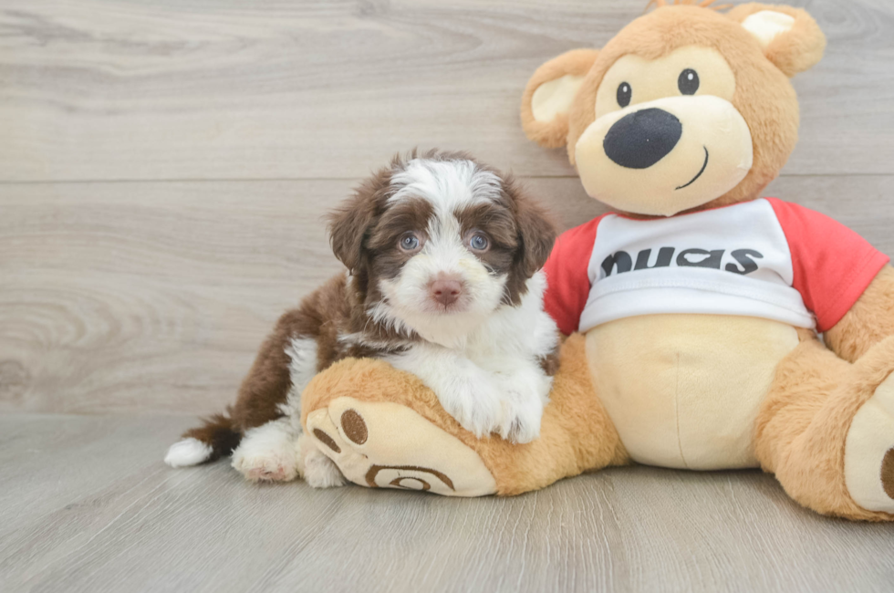 7 week old Aussiechon Puppy For Sale - Fairfield Furbabies