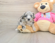 8 week old Aussiechon Puppy For Sale - Fairfield Furbabies