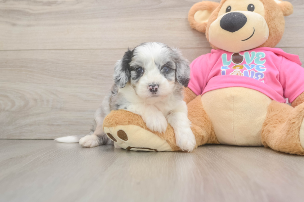 5 week old Aussiechon Puppy For Sale - Fairfield Furbabies