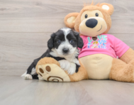 8 week old Aussiechon Puppy For Sale - Fairfield Furbabies
