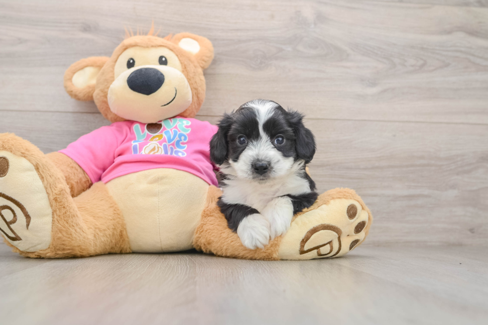 Best Aussiechon Baby