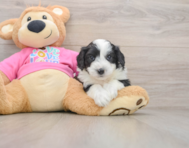 8 week old Aussiechon Puppy For Sale - Fairfield Furbabies