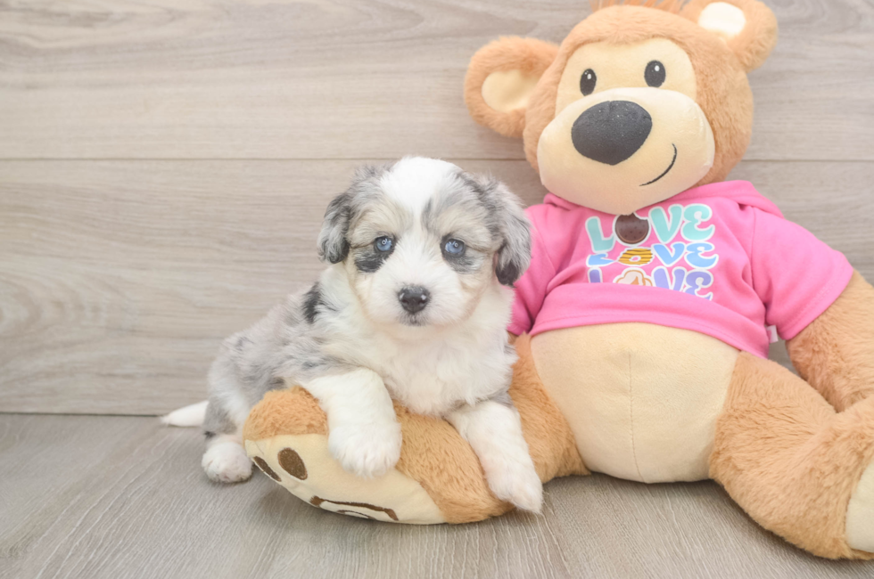 5 week old Aussiechon Puppy For Sale - Fairfield Furbabies