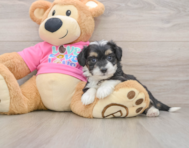 8 week old Aussiechon Puppy For Sale - Fairfield Furbabies