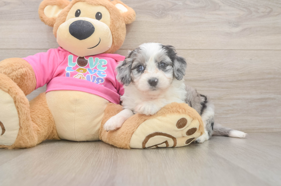 5 week old Aussiechon Puppy For Sale - Fairfield Furbabies