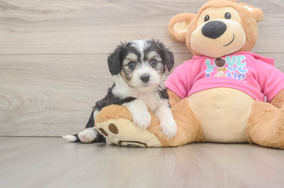 5 week old Aussiechon Puppy For Sale - Fairfield Furbabies