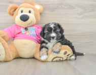 8 week old Aussiechon Puppy For Sale - Fairfield Furbabies
