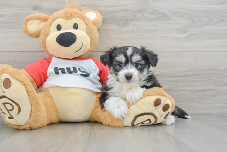 Cute Aussie Bichon Designer Puppy