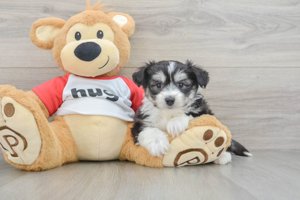 Cute Aussie Bichon Designer Puppy