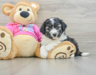 7 week old Aussiechon Puppy For Sale - Fairfield Furbabies