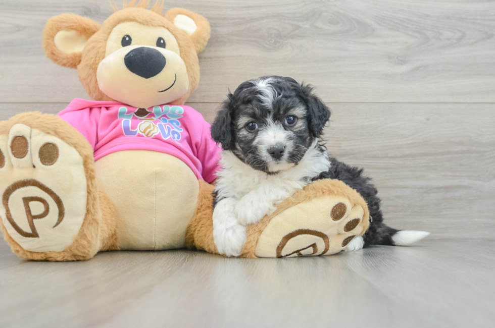 7 week old Aussiechon Puppy For Sale - Fairfield Furbabies