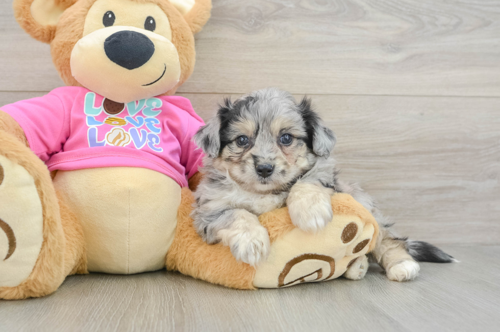 6 week old Aussiechon Puppy For Sale - Fairfield Furbabies