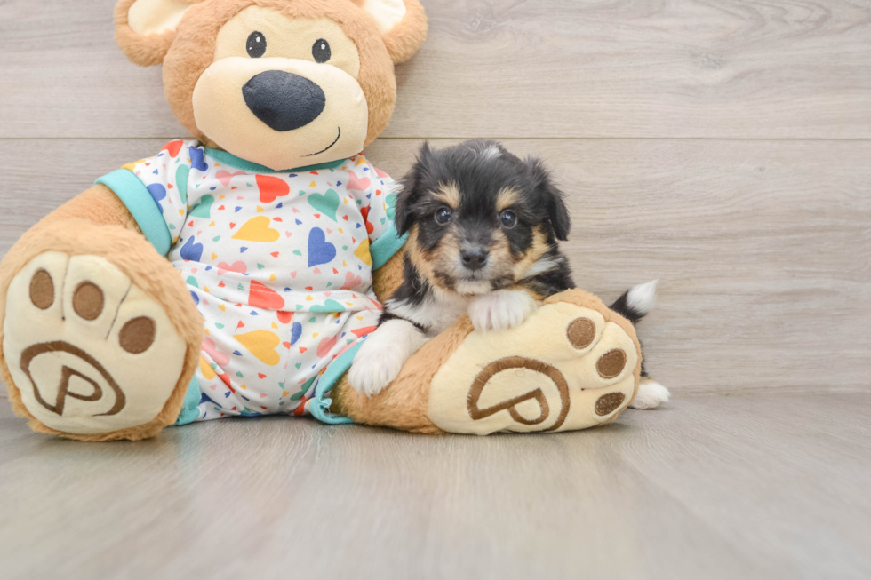 Aussiechon Pup Being Cute
