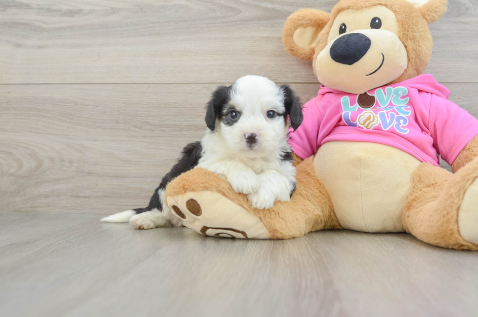 6 week old Aussiechon Puppy For Sale - Fairfield Furbabies