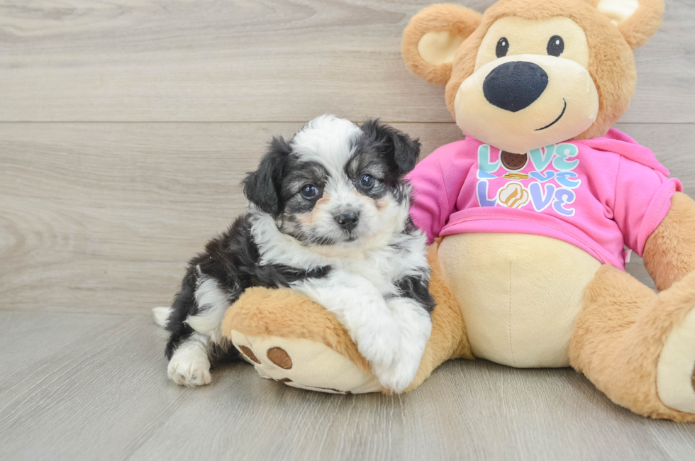 6 week old Aussiechon Puppy For Sale - Fairfield Furbabies