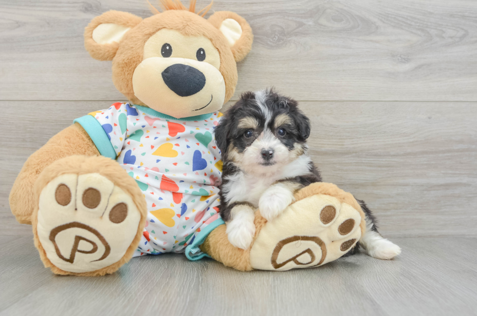 7 week old Aussiechon Puppy For Sale - Fairfield Furbabies