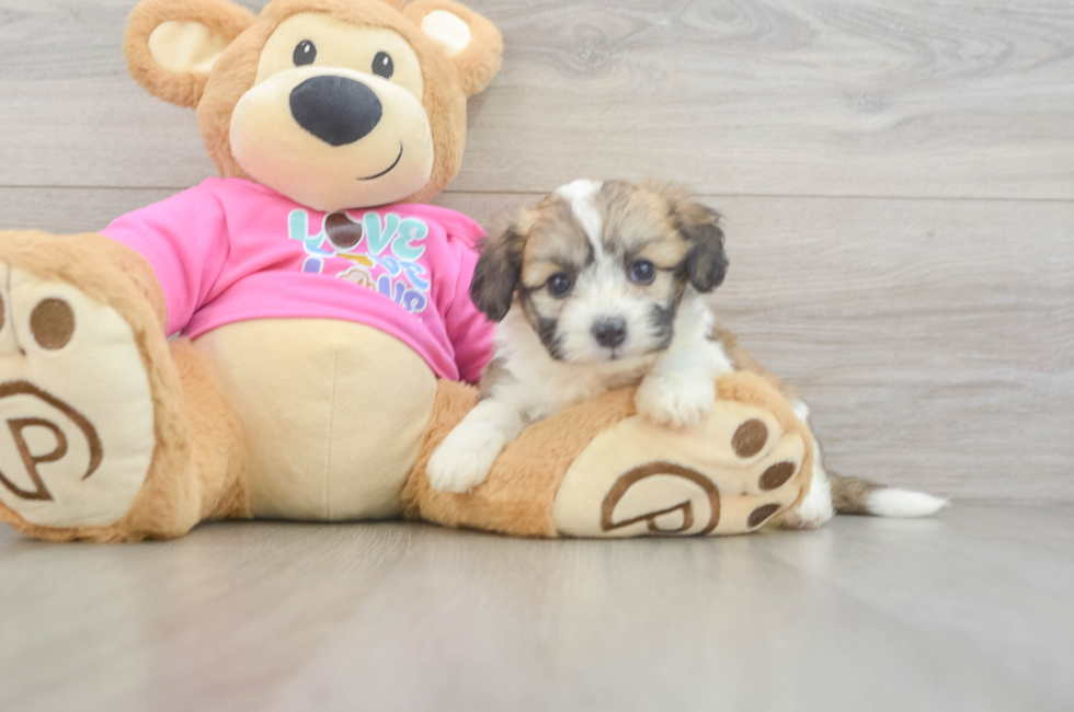 5 week old Aussiechon Puppy For Sale - Fairfield Furbabies