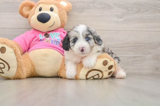 VIVICA, a Aussiechon littermate
