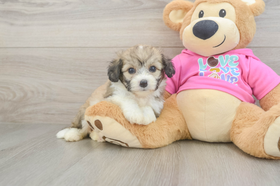 5 week old Aussiechon Puppy For Sale - Fairfield Furbabies